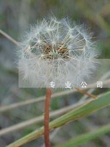专业公司治理律师咨询网站 专业公司治理律师咨询网站