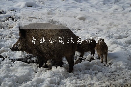 专业公司法务律师