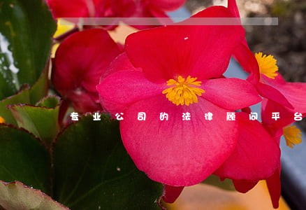 专业公司的法律顾问平台 专业公司的法律顾问平台