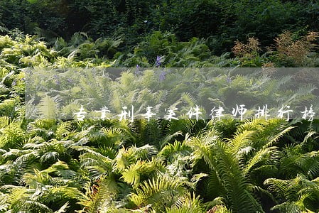 专业刑事案件律师排行榜