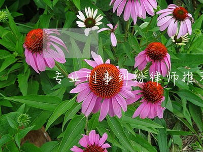 专业刑事纠纷律师推荐 专业刑事纠纷律师推荐