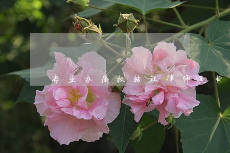 专业办债权转让律师免费法律咨询 专业办债权转让律师免费法律咨询