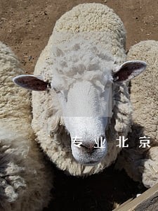 专业北京征地律师电话