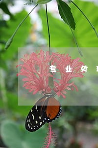 专业处理网贷逾期机构是真的吗 专业处理网贷逾期机构是真的吗