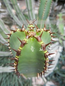 专业夫妻债务纠纷律师 专业夫妻债务纠纷律师