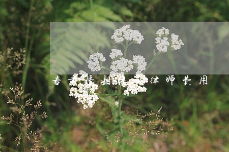专业婚姻继承律师费用 专业婚姻继承律师费用
