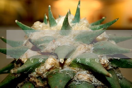 专业律师事务所电话 专业律师事务所电话