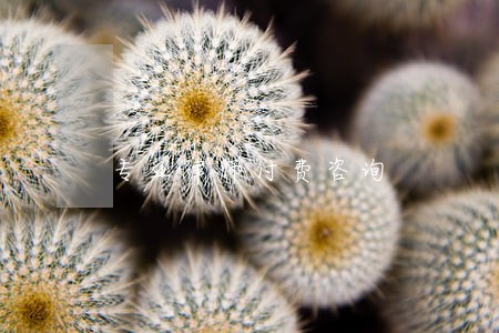 专业律师付费咨询 专业律师付费咨询