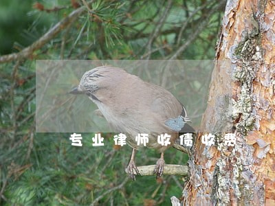 专业律师收债收费