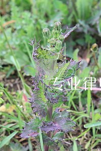 专业律师祝您牛年大吉 专业律师祝您牛年大吉
