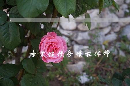 专业性债务债权律师 专业性债务债权律师