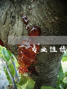 专业性债务债权律师信息推荐