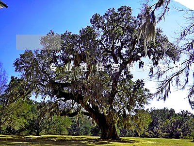 专业性债务债权案律师来电咨询 专业性债务债权案律师来电咨询