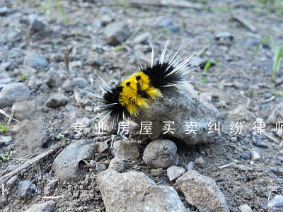 专业房屋买卖纠纷律师微信了解 专业房屋买卖纠纷律师微信了解