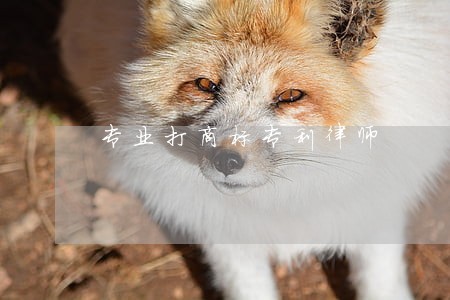 专业打商标专利律师 专业打商标专利律师