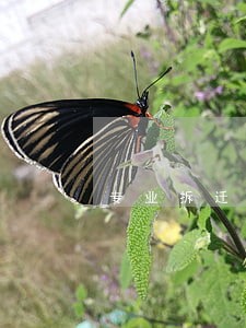 专业拆迁律师咨询合肥 专业拆迁律师咨询合肥