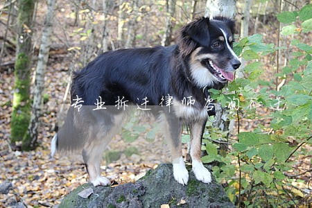 专业拆迁律师咨询征迁 专业拆迁律师咨询征迁