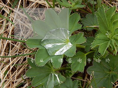 专业法律咨询市场价 专业法律咨询市场价