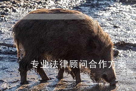 专业法律顾问合作方案