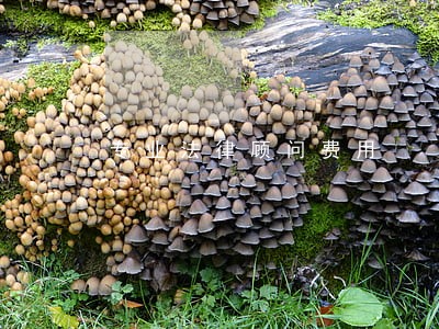 专业法律顾问费用 专业法律顾问费用