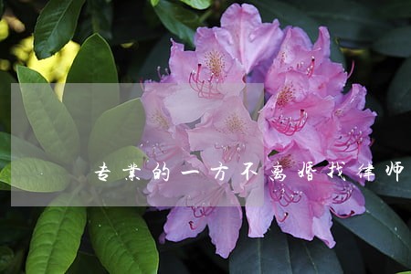 专业的一方不离婚找律师推荐 专业的一方不离婚找律师推荐
