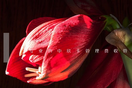 专业的中欣卡管理费收管理费条例 专业的中欣卡管理费收管理费条例