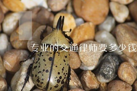 专业的交通律师要多少钱 专业的交通律师要多少钱