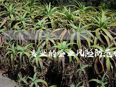 专业的企业风险防范律师哪个好