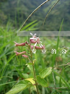 专业的公司法律顾问电话 专业的公司法律顾问电话