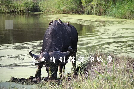 专业的刑辩律师收费 专业的刑辩律师收费