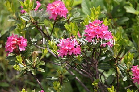 专业的在线婚姻律师 专业的在线婚姻律师