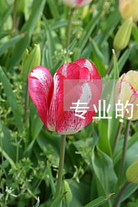 专业的婚姻律师免费微信咨询 专业的婚姻律师免费微信咨询