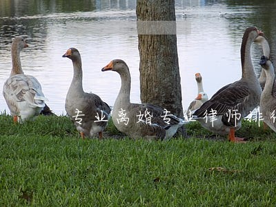 专业离婚专业律师排行榜前十 专业离婚专业律师排行榜前十