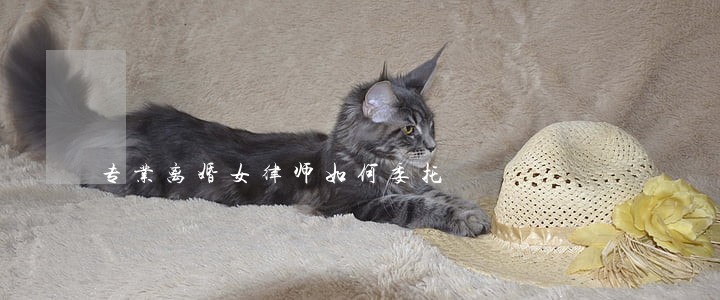 专业离婚女律师如何委托 专业离婚女律师如何委托