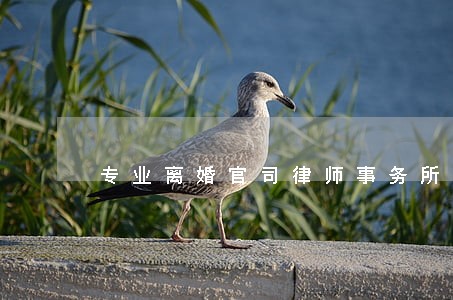 专业离婚官司律师事务所哪家好 专业离婚官司律师事务所哪家好