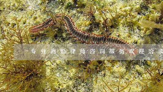专业离婚律师咨询服务欢迎洽谈 专业离婚律师咨询服务欢迎洽谈