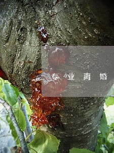 专业离婚律师服务至上 专业离婚律师服务至上