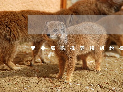 专业离婚抚养权纠纷律师代理诉讼 专业离婚抚养权纠纷律师代理诉讼