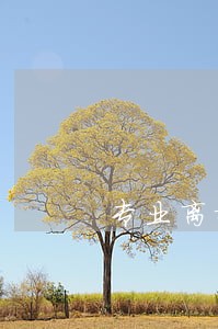 专业离婚抚养案律师微信咨询 专业离婚抚养案律师微信咨询