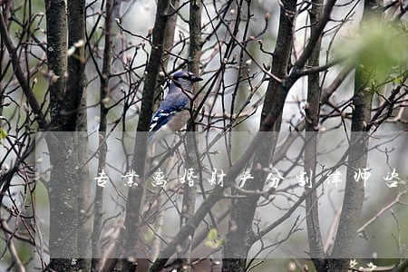 专业离婚财产分割律师咨询 专业离婚财产分割律师咨询