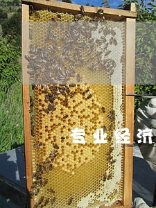 专业经济债务律师 专业经济债务律师