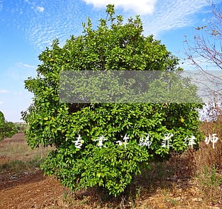专业诈骗罪律师网站 专业诈骗罪律师网站