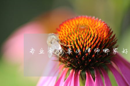 专业贪污案件律师哪家好