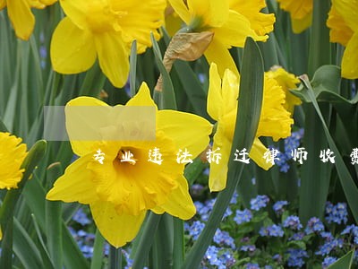 专业违法拆迁律师收费 专业违法拆迁律师收费