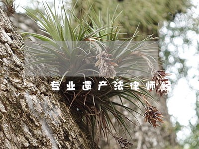 专业遗产法律师经验丰富 专业遗产法律师经验丰富