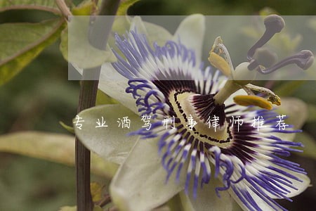专业酒驾刑事律师推荐