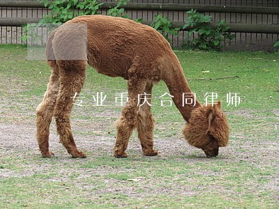 专业重庆合同律师 专业重庆合同律师