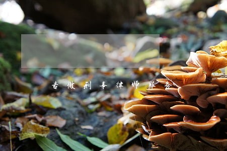 专做刑事律师服务 专做刑事律师服务