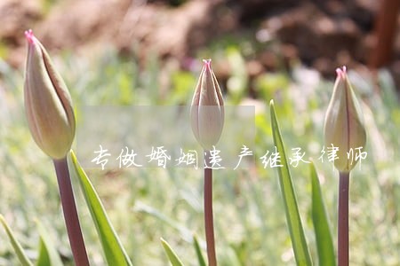 专做婚姻遗产继承律师 专做婚姻遗产继承律师