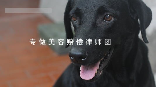 专做美容赔偿律师团 专做美容赔偿律师团